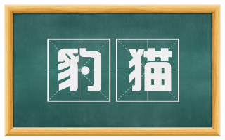 豹猫