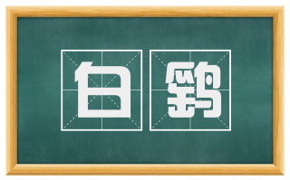 白鹞