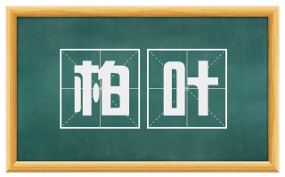 柏叶