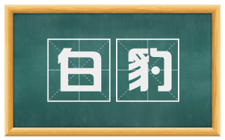 白豹
