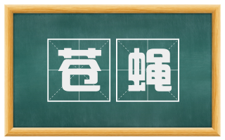 苍蝇