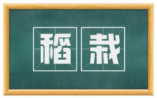 稻栽