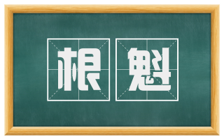 根魁