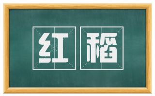 红稻