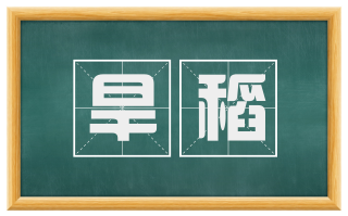 旱稻