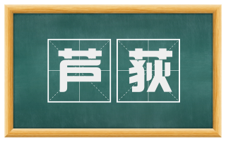 芦荻