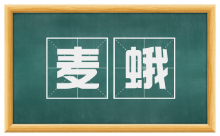 麦蛾