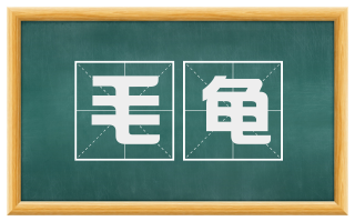 毛龟