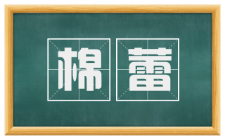 棉蕾