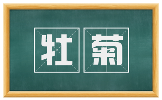 牡菊