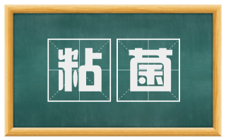 粘菌