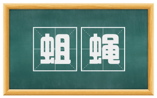 蛆蝇