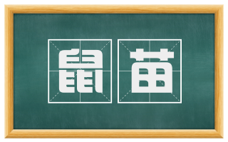 鼠苗