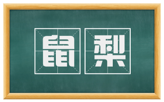 鼠梨