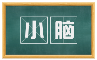 小脑