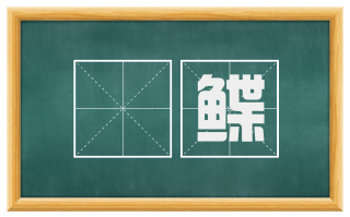 魻鲽