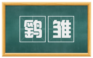 鹞雏