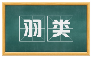 羽类