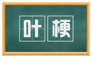 叶梗