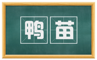 鸭苗