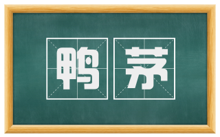 鸭茅