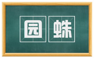 园蛛