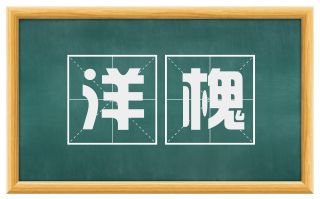 洋槐