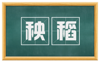 秧稻
