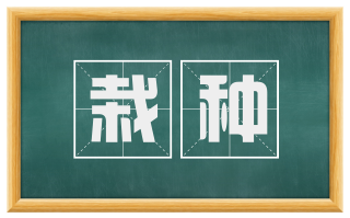 栽种