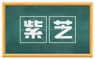 紫芝