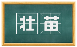 壮苗