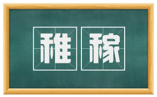 稚稼
